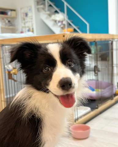 舌出してカメラ目線ワンコ