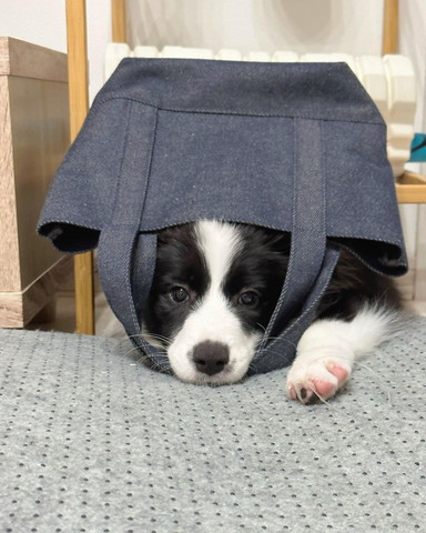 バッグにはまるワンコ