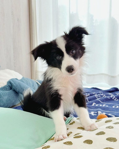 首かしげてるワンコ