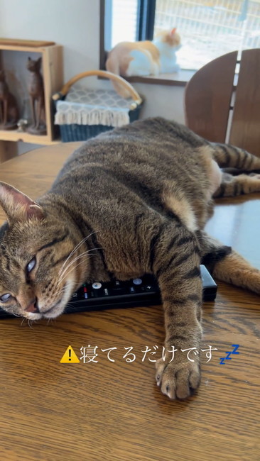 寝てるだけです