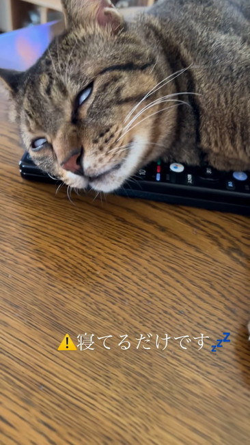 スヤァ猫