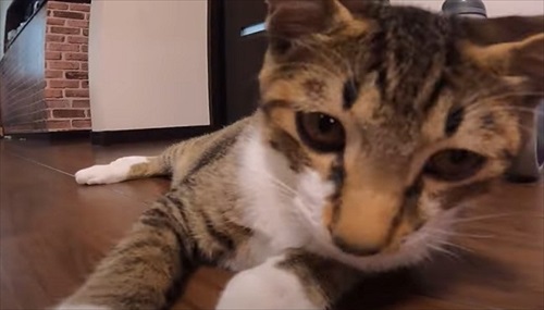 お風呂が大好きな猫ちゃん