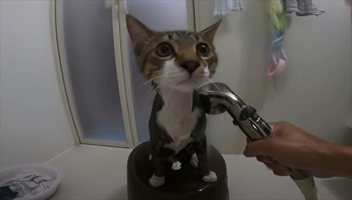 お風呂が大好きな猫ちゃん