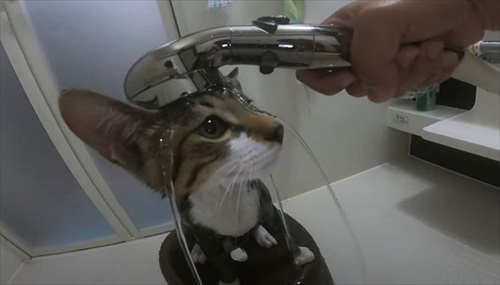 お風呂が大好きな猫ちゃん
