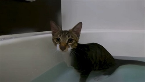 お風呂が大好きな猫ちゃん