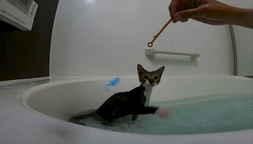 お風呂が大好きな猫ちゃん