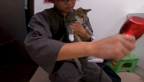 お風呂が大好きな猫ちゃん