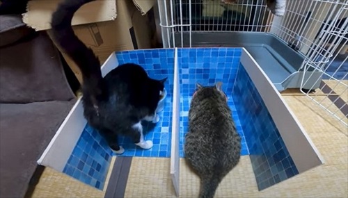 お風呂が大好きな猫ちゃん