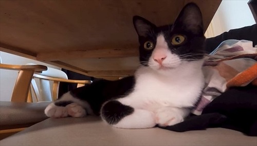 お風呂が大好きな猫ちゃん