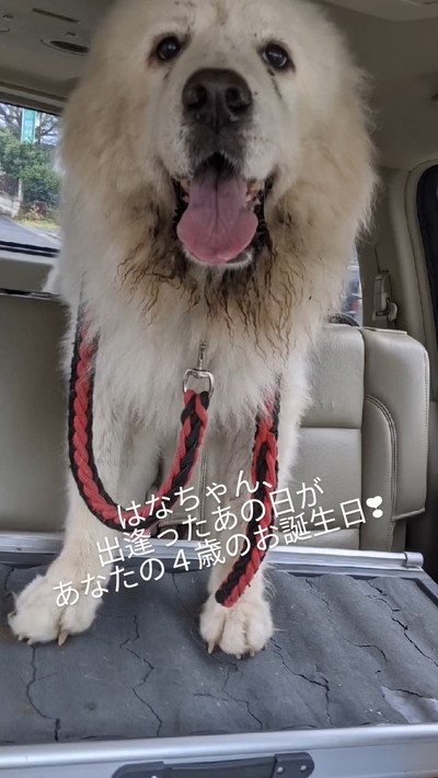 毛並み汚れた犬