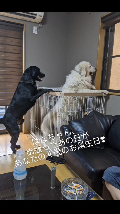 先住犬とはなちゃん