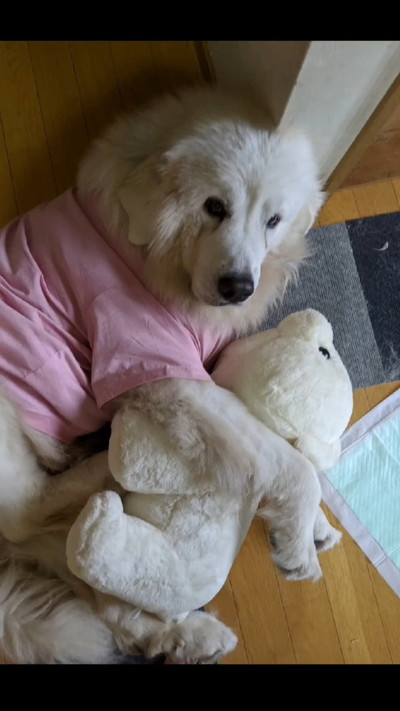 保護当時のはなちゃん