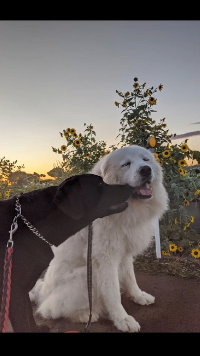 先住犬とはなちゃん
