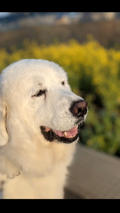 横顔はなちゃん
