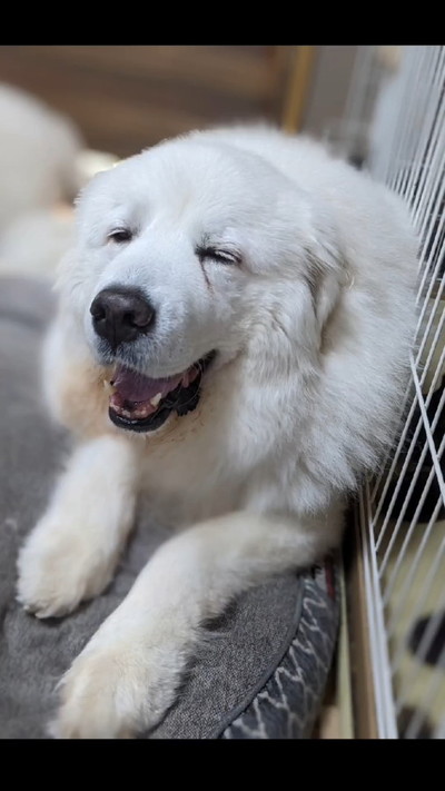 穏やかはなちゃん