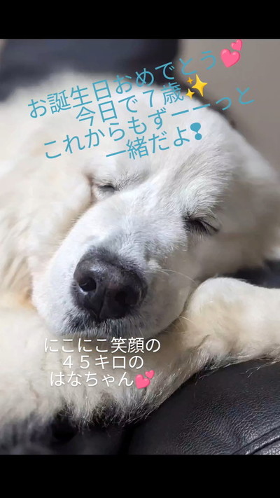 すやすやはなちゃん