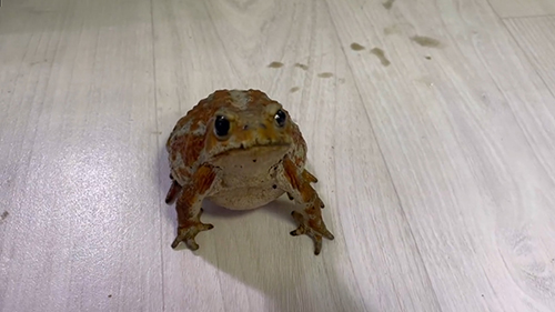 一歩前進したアンバーさん