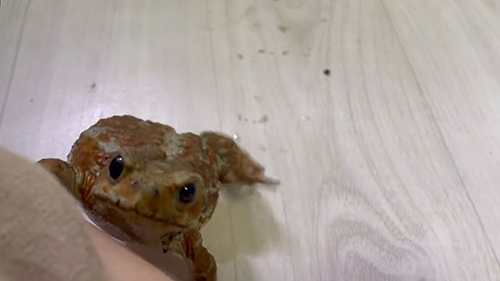 前あしをかけるアンバーさん