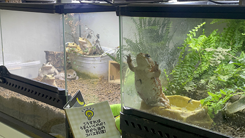 ごはん待機中アンバーさん