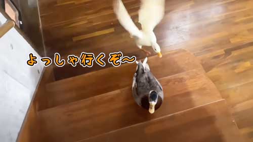 朝 アヒル 起こされる 羽ばたき くちばし 攻撃 飼い主