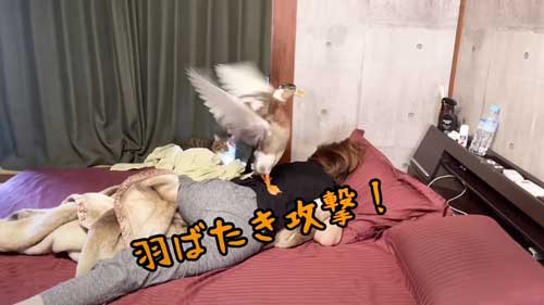 朝 アヒル 起こされる 羽ばたき くちばし 攻撃 飼い主