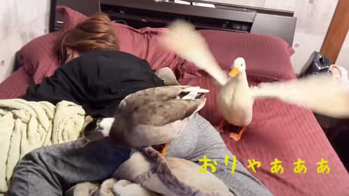 朝 アヒル 起こされる 羽ばたき くちばし 攻撃 飼い主