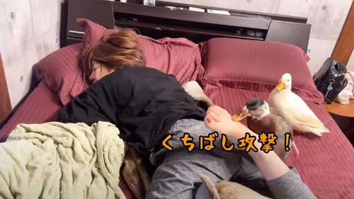 朝 アヒル 起こされる 羽ばたき くちばし 攻撃 飼い主