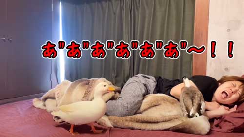 朝 アヒル 起こされる 羽ばたき くちばし 攻撃 飼い主