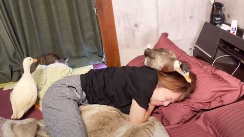 朝 アヒル 起こされる 羽ばたき くちばし 攻撃 飼い主