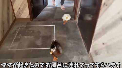 朝 アヒル 起こされる 羽ばたき くちばし 攻撃 飼い主