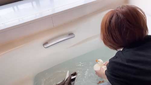 朝 アヒル 起こされる 羽ばたき くちばし 攻撃 飼い主