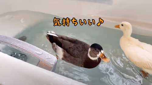 朝 アヒル 起こされる 羽ばたき くちばし 攻撃 飼い主