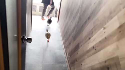 朝 アヒル 起こされる 羽ばたき くちばし 攻撃 飼い主