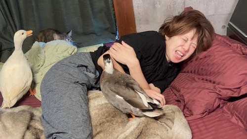 朝 アヒル 起こされる 羽ばたき くちばし 攻撃 飼い主