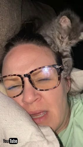 飼い主の頭にのる子猫