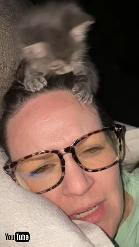 髪をむしる子猫