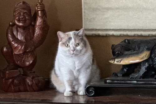 床の間ねねちゃんアップ