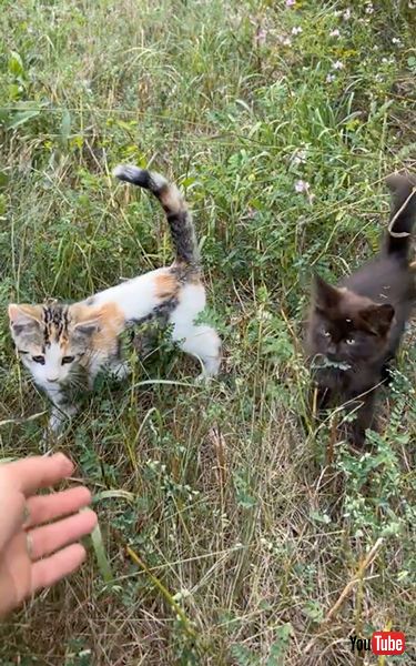 草むらにいた2匹の子猫を保護