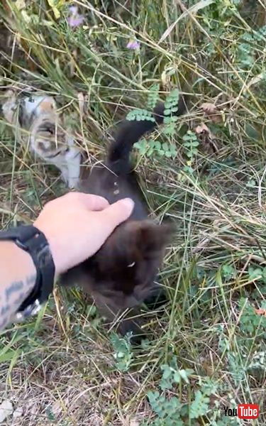 草むらにいた2匹の子猫を保護