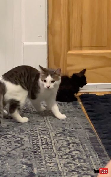 草むらにいた2匹の子猫を保護