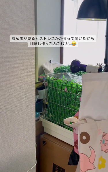 逆に見てくるカメレオン