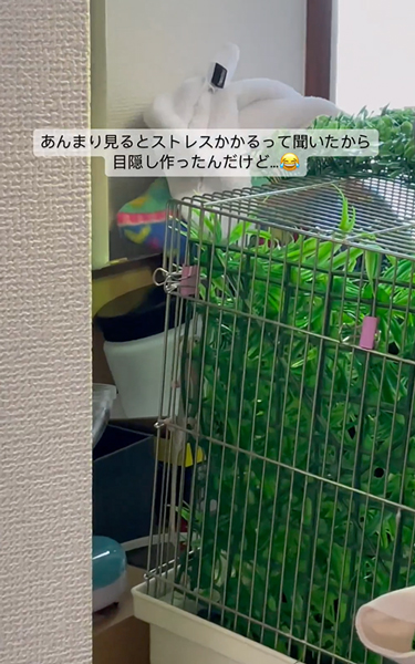 逆に見てくるカメレオン