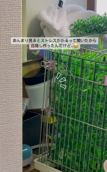 逆に見てくるカメレオン