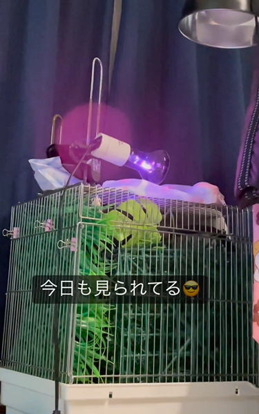 逆に見てくるカメレオン