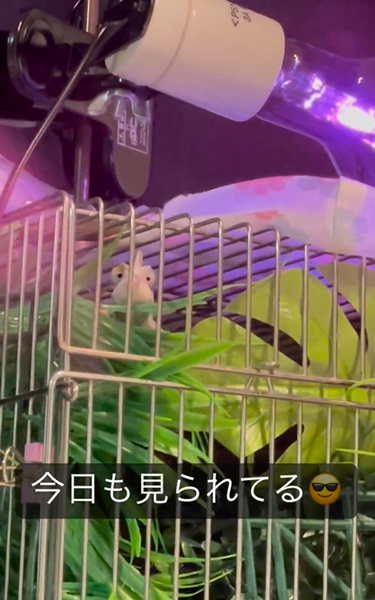 逆に見てくるカメレオン