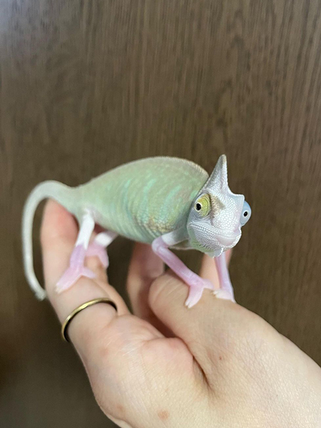 新しい家族