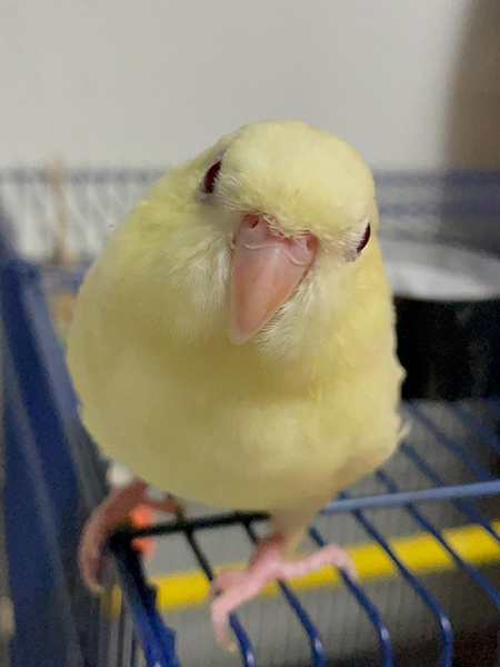 サザナミインコのりぃちゃん