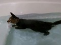 お風呂大好きな元野良猫が湯船の中をスーイスイッ　リラックスしている様子に「前世は魚だったのかな？」の声