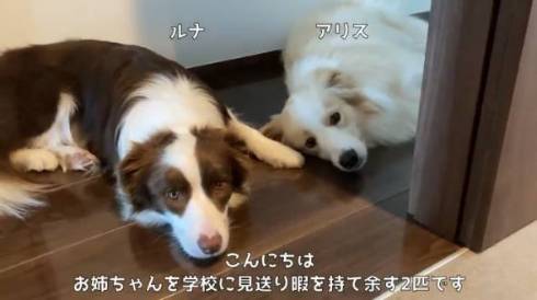 犬 ボーダーコリー アリスちゃん ルナちゃん ルナリスちゃん お留守番
