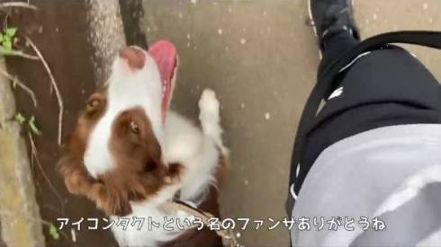 犬 ボーダーコリー アリスちゃん ルナちゃん ルナリスちゃん お留守番